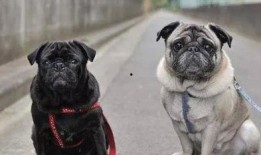 巴哥最新爆料事件,揭秘娱乐圈惊人内幕